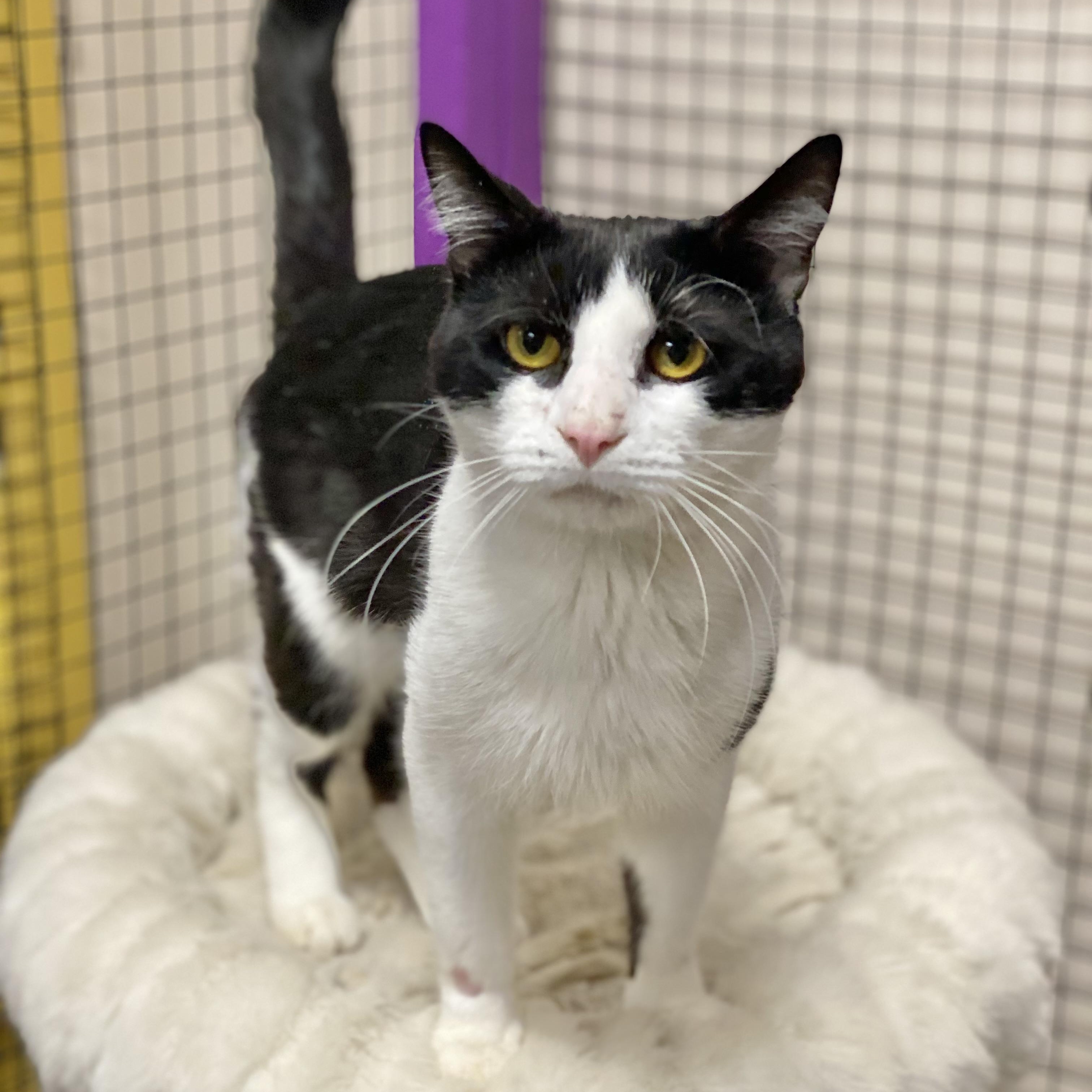 Stocking, a ADOPTABLE Domestic Short Hair in Collierville, TN image 2/3