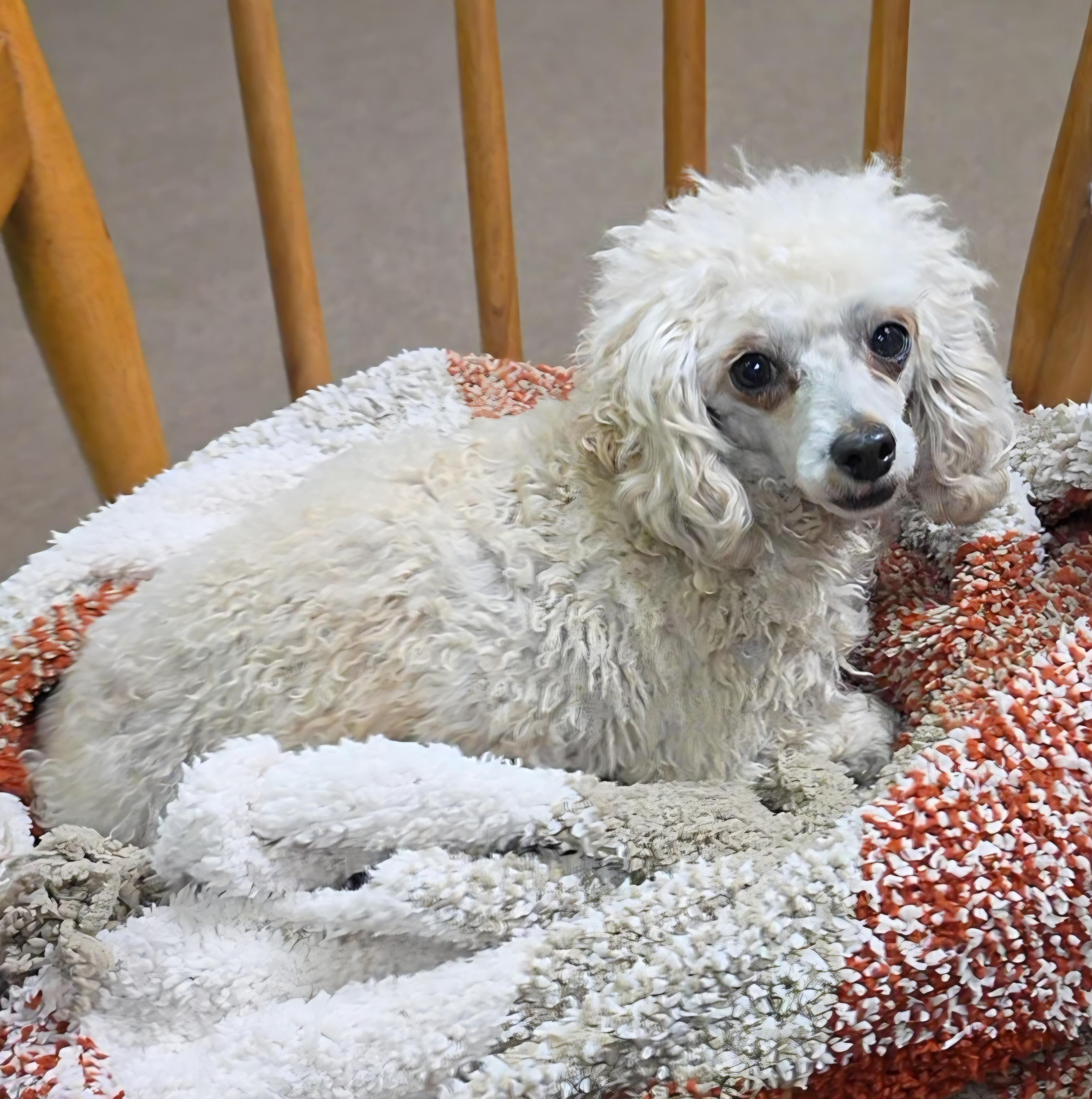 Enlarge Mallory , an adopted Poodle (Toy) in LaGrange, IN image 1/6