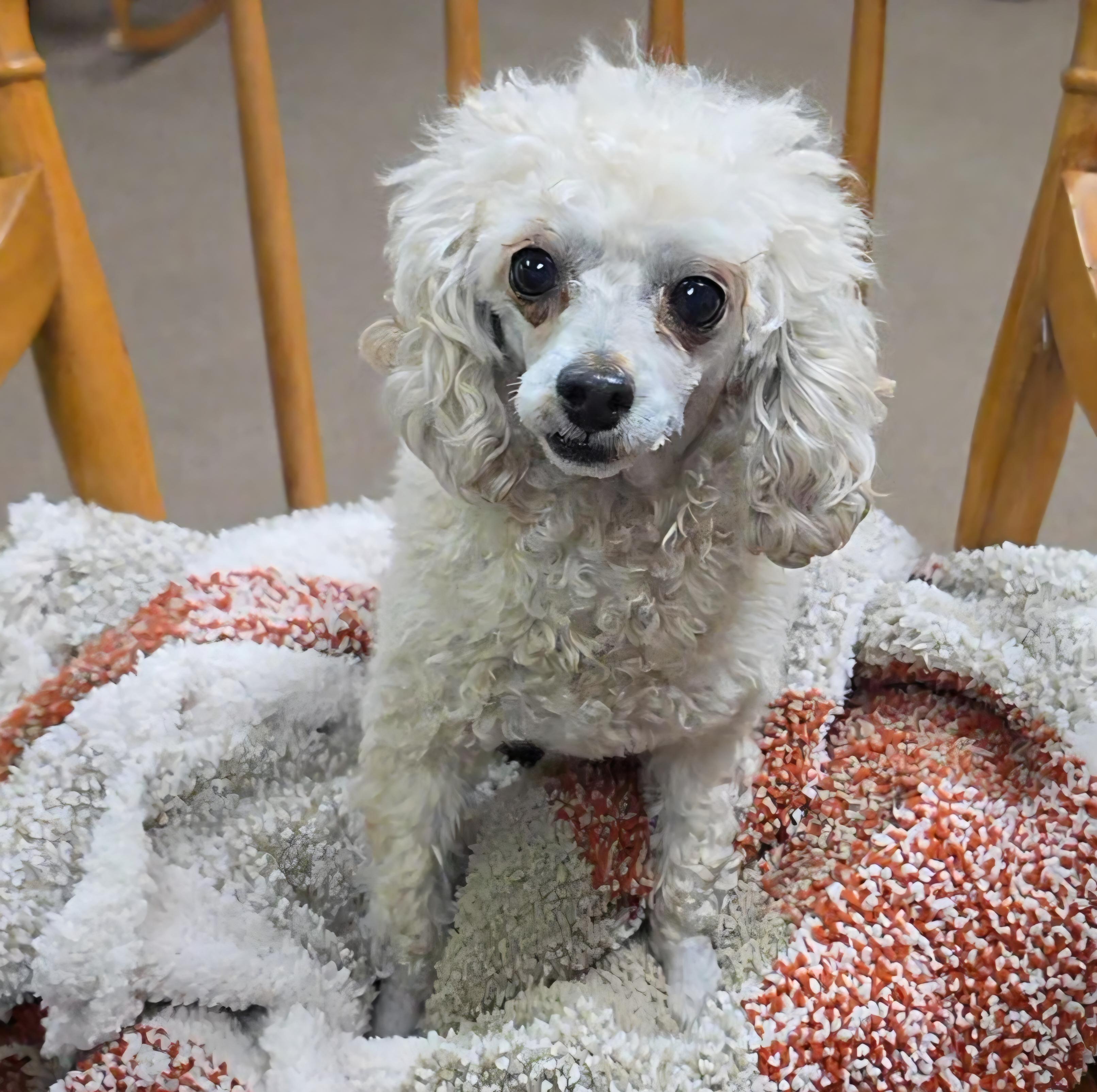 Enlarge Mallory , an adopted Poodle (Toy) in LaGrange, IN image 3/6