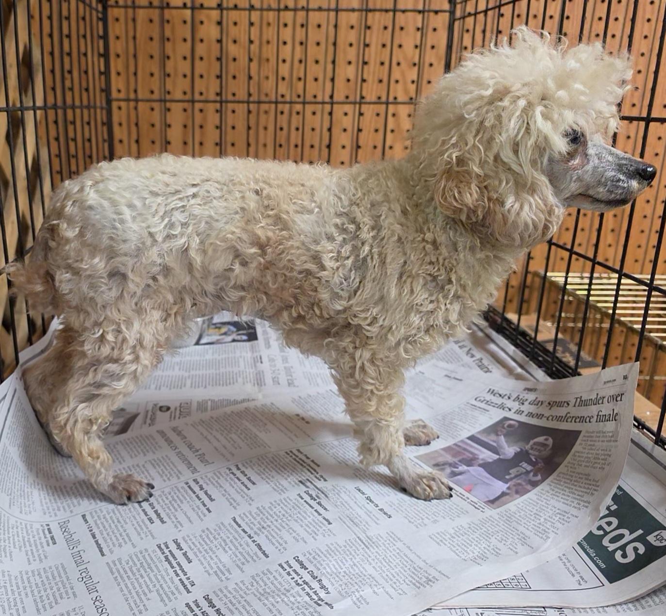 Enlarge Mallory , an adopted Poodle (Toy) in LaGrange, IN image 6/6