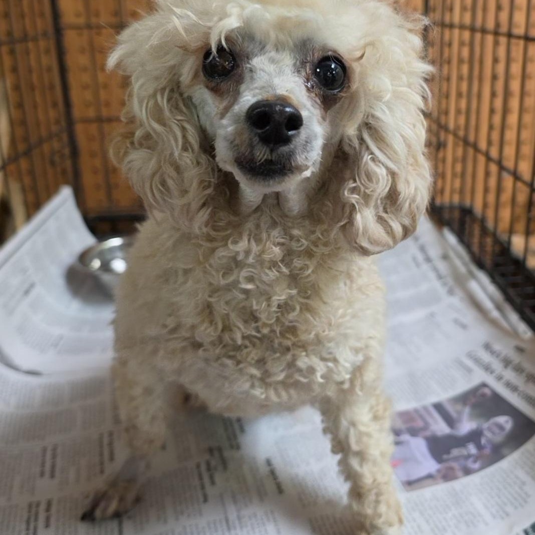 Enlarge Mallory , an adopted Poodle (Toy) in LaGrange, IN image 2/6