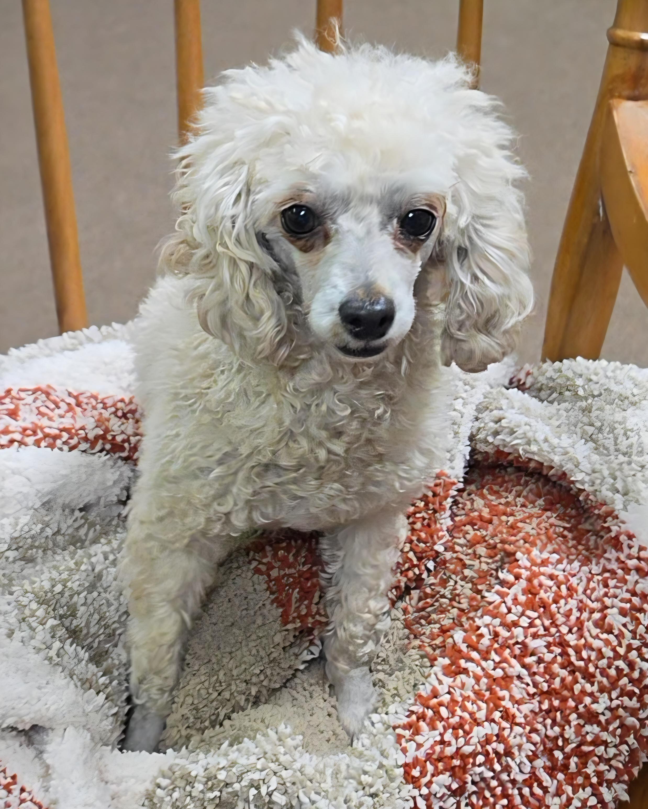 Enlarge Mallory , an adopted Poodle (Toy) in LaGrange, IN image 5/6
