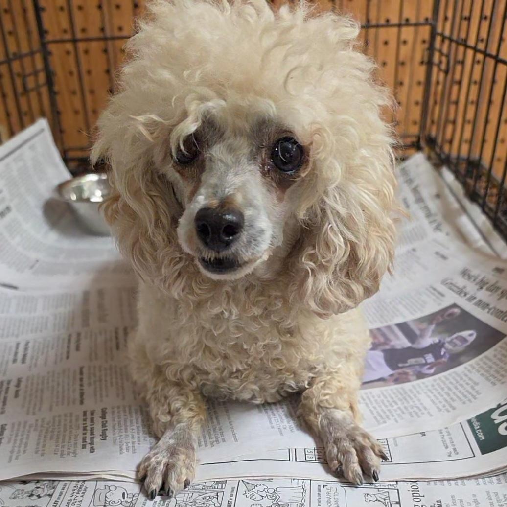 Enlarge Mallory , an adopted Poodle (Toy) in LaGrange, IN image 4/6