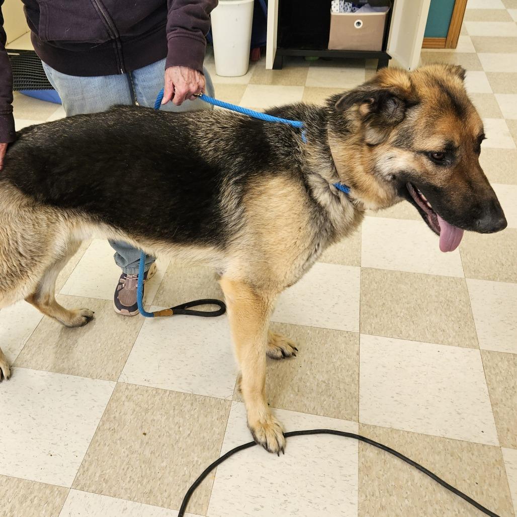 Garmr, Adoptable, Adult Male German Shepherd Dog.