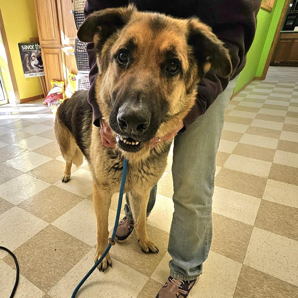 Enlarge Garmr, a Adoptable German Shepherd Dog in Kingman, KS image 2/2