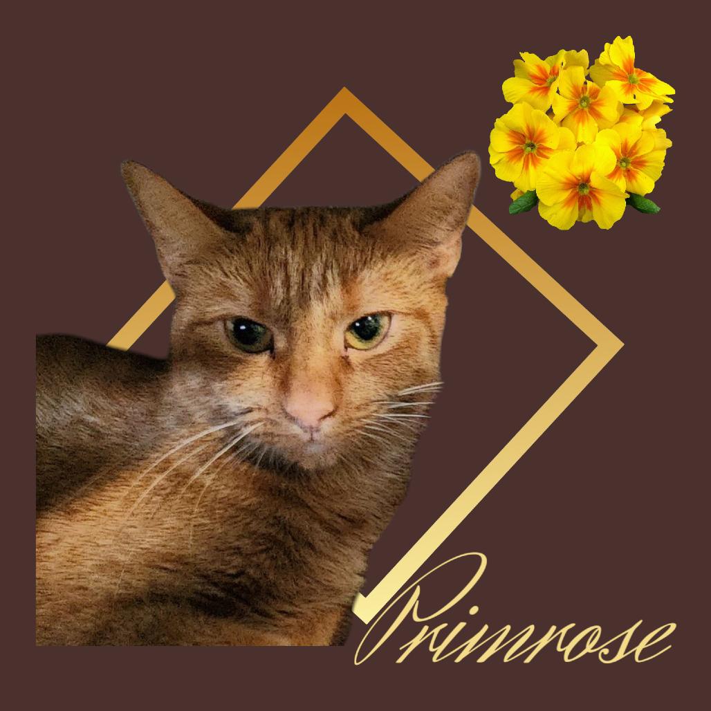 Primrose, Adult Female unknown
