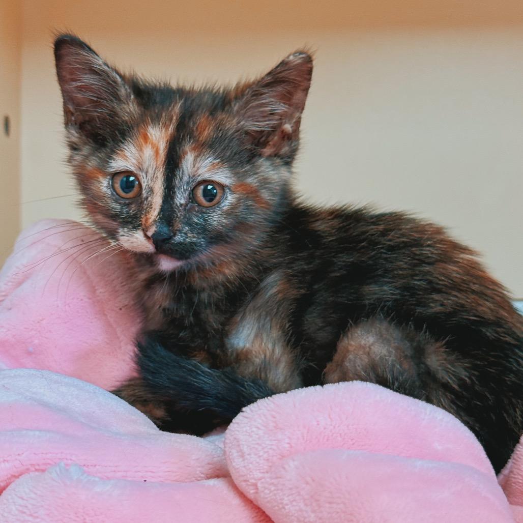 Enlarge Ingrid, an adopted mixed breed in Hays, KS image 2/2