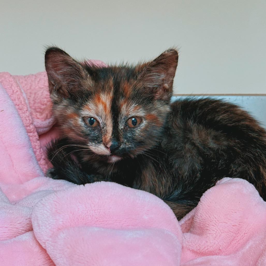Ingrid, adopted, Kitten Female Domestic Short Hair.