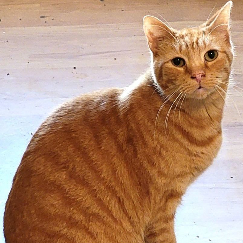 Ready, an adoptable Domestic Short Hair in Lawrenceville, IL_image-1