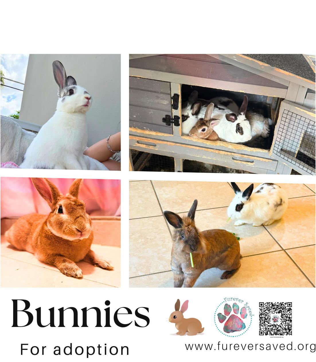 Enlarge Bunnies for Adoption, a Adoptable mixed breed in Miami, FL image 1/6