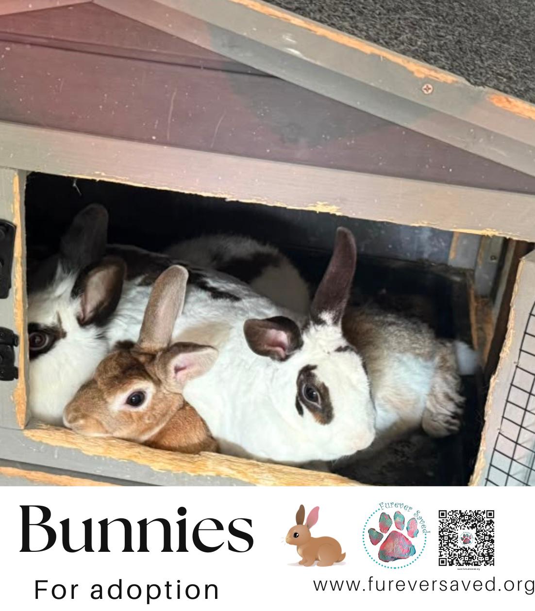 Enlarge Bunnies for Adoption, a Adoptable mixed breed in Miami, FL image 5/6