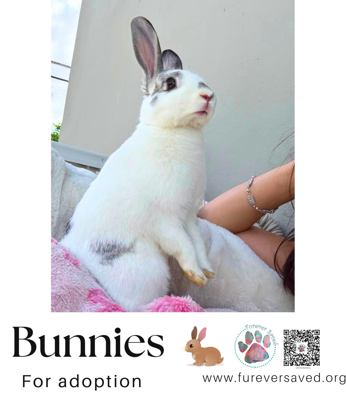 Enlarge Bunnies for Adoption, a Adoptable mixed breed in Miami, FL image 6/6