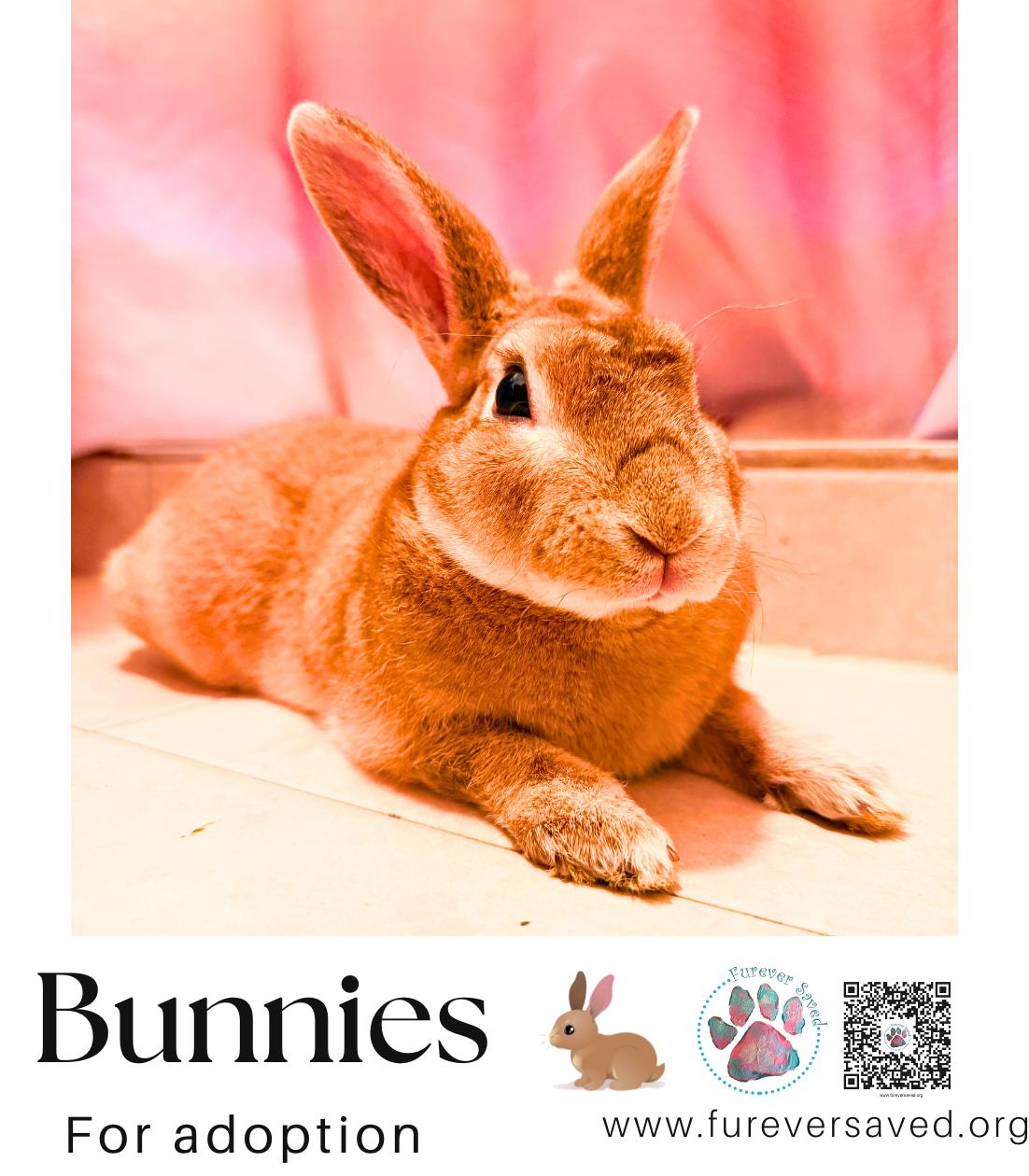 Enlarge Bunnies for Adoption, a Adoptable mixed breed in Miami, FL image 3/6