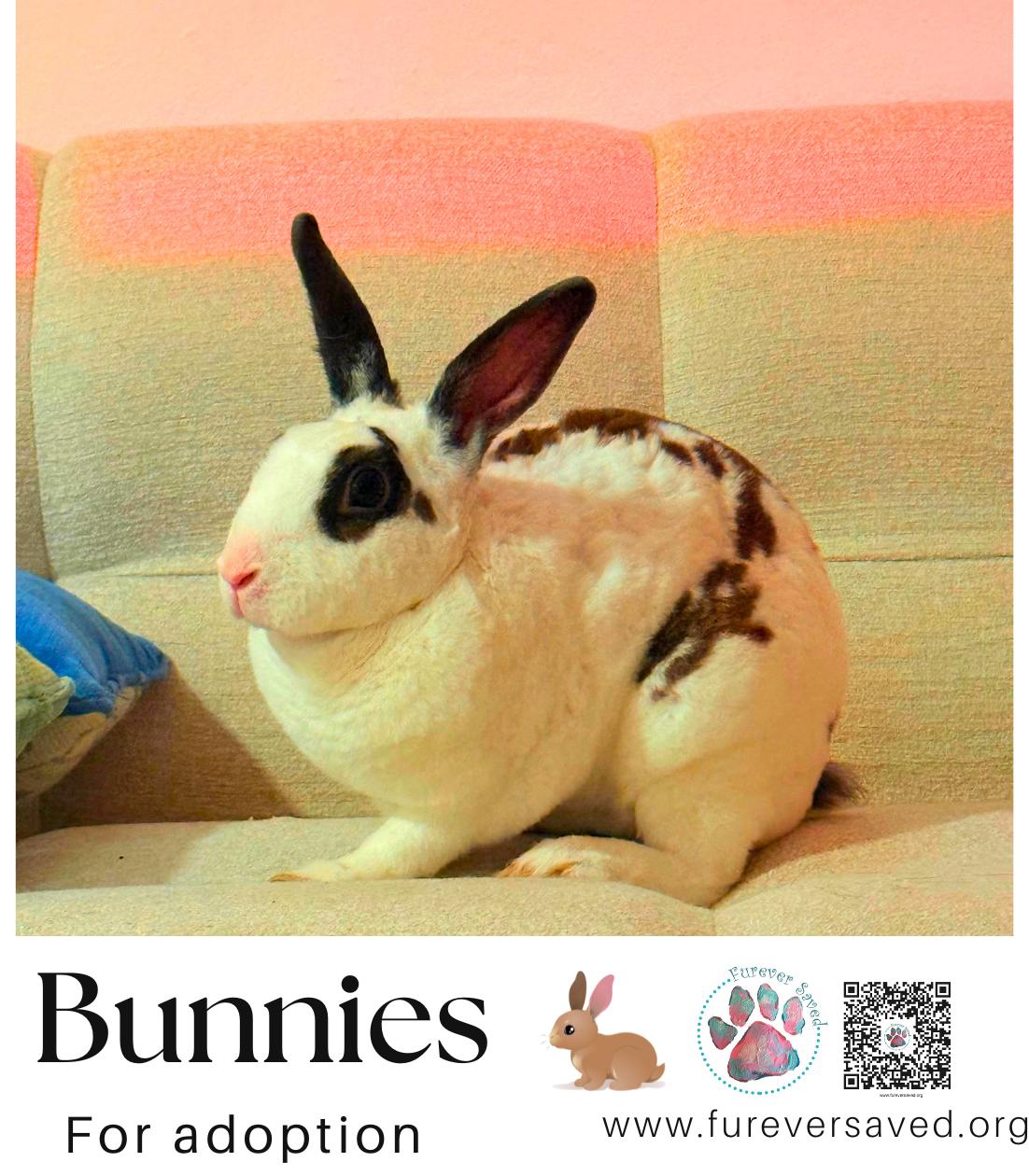 Enlarge Bunnies for Adoption, a Adoptable mixed breed in Miami, FL image 2/6