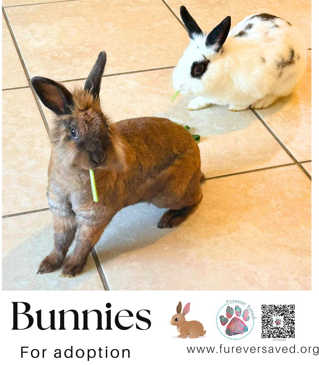 Enlarge Bunnies for Adoption, a Adoptable mixed breed in Miami, FL image 4/6