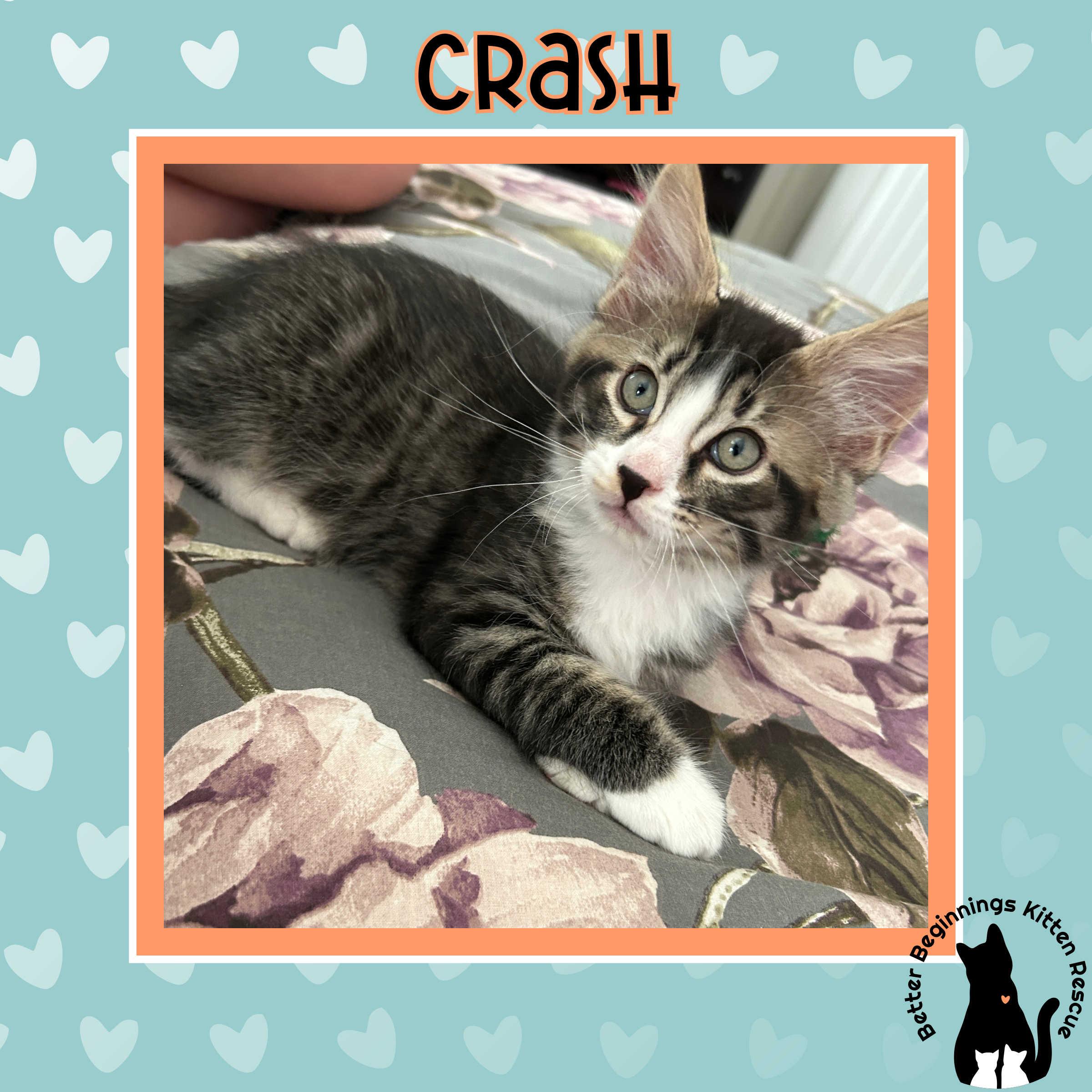 Crash, Adoptable, Kitten Male Domestic Short Hair.