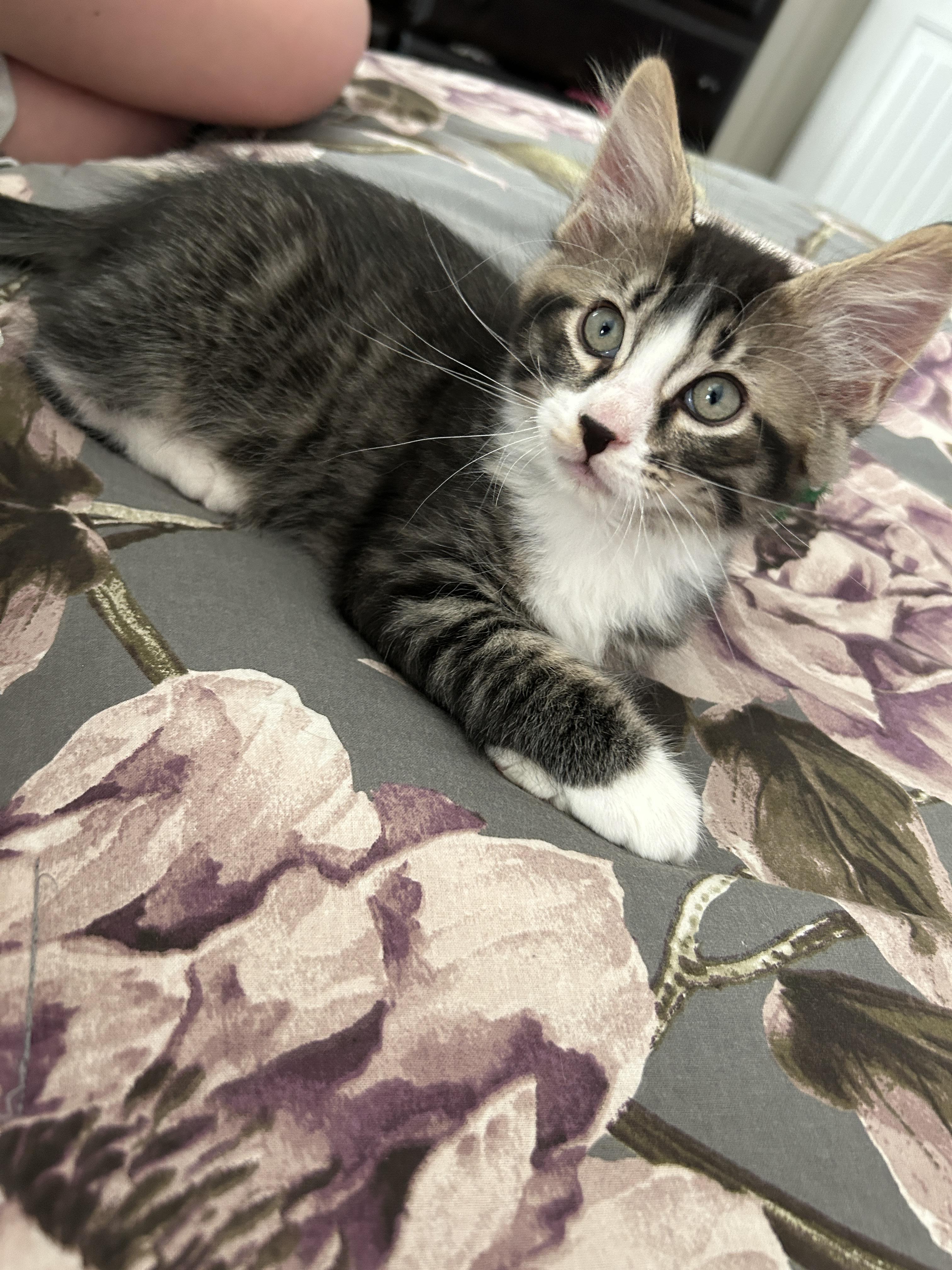 Crash, a Adoptable mixed breed in Kamloops, BC image 3/3