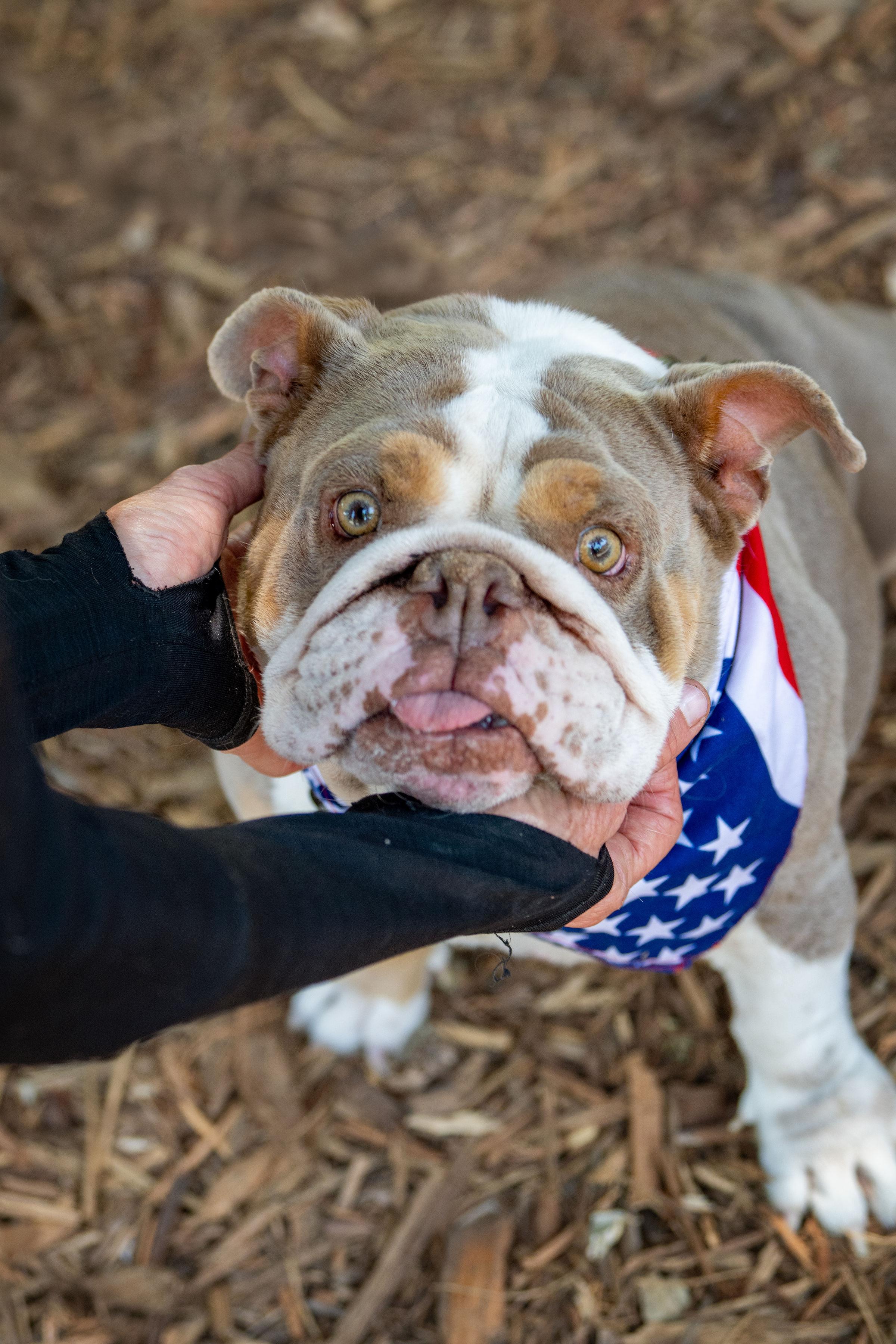 Georgia, an adoptable mixed breed in Santa Rosa, CA image 6/6