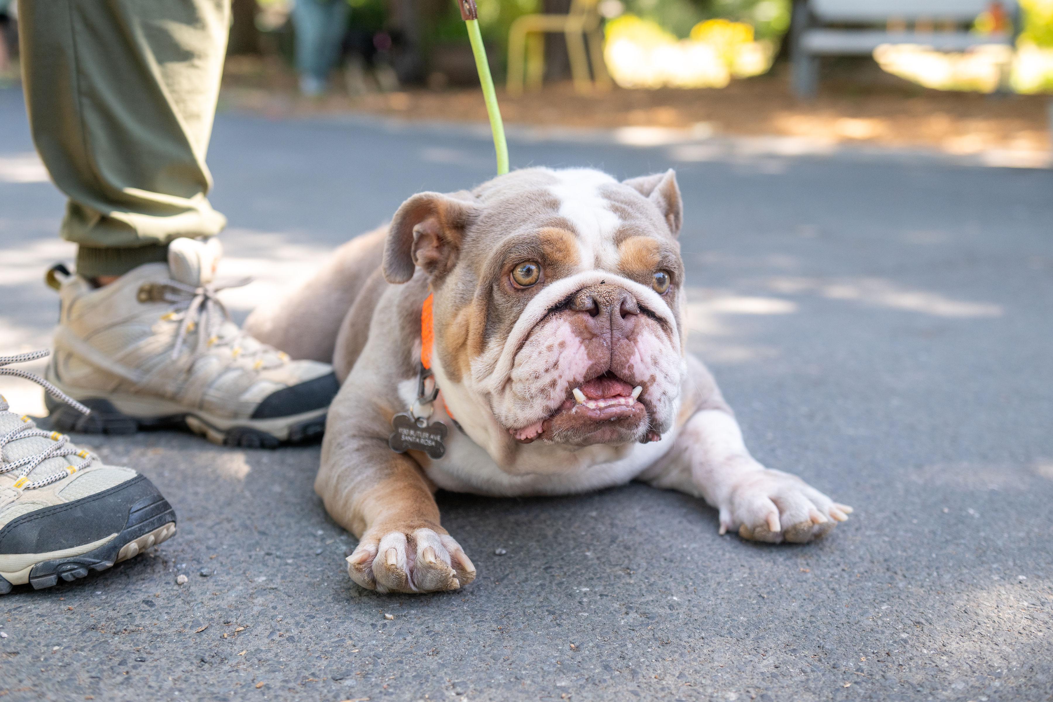 Georgia, an adoptable mixed breed in Santa Rosa, CA image 1/6