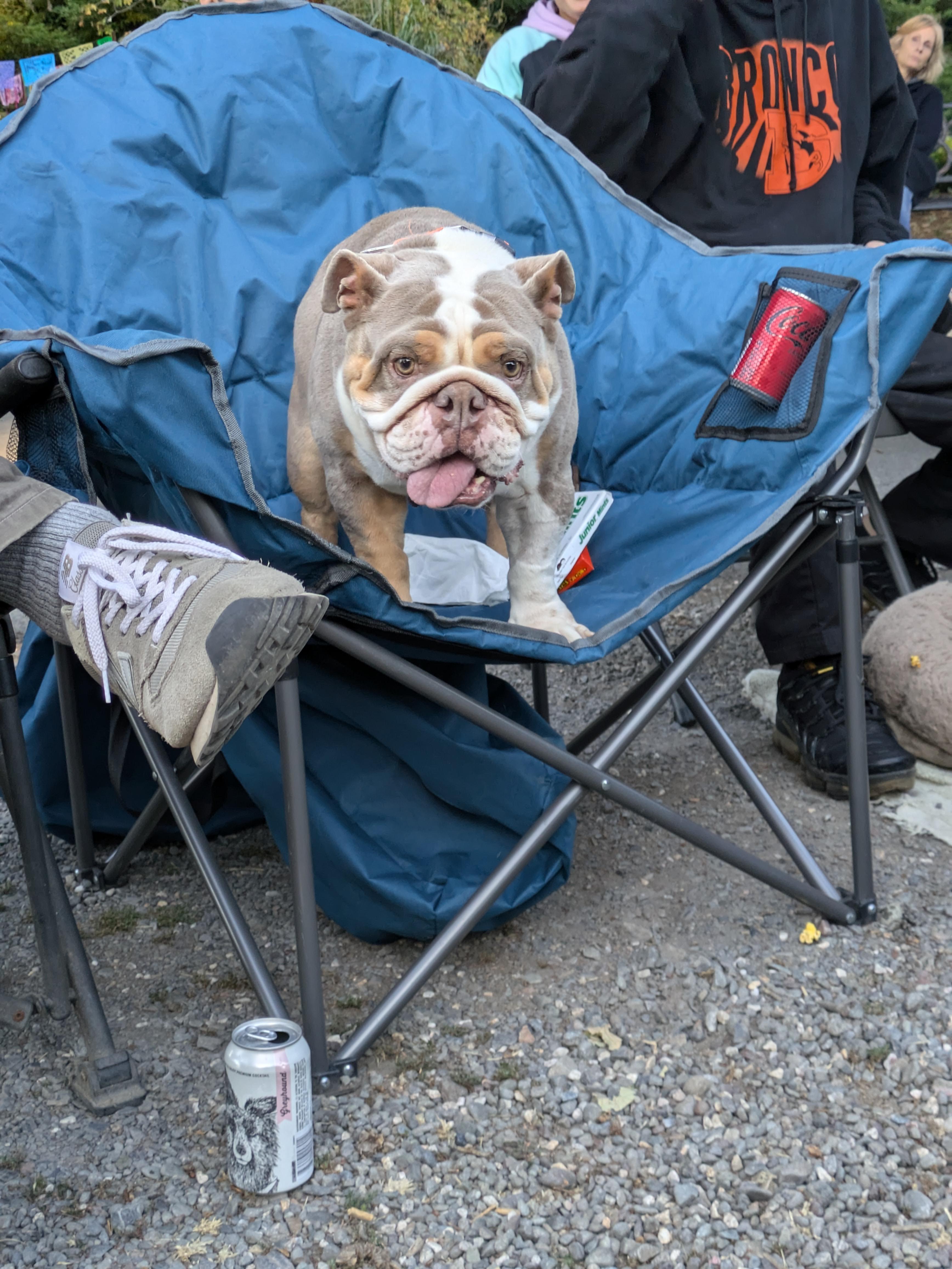 Georgia, an adoptable mixed breed in Santa Rosa, CA image 5/6