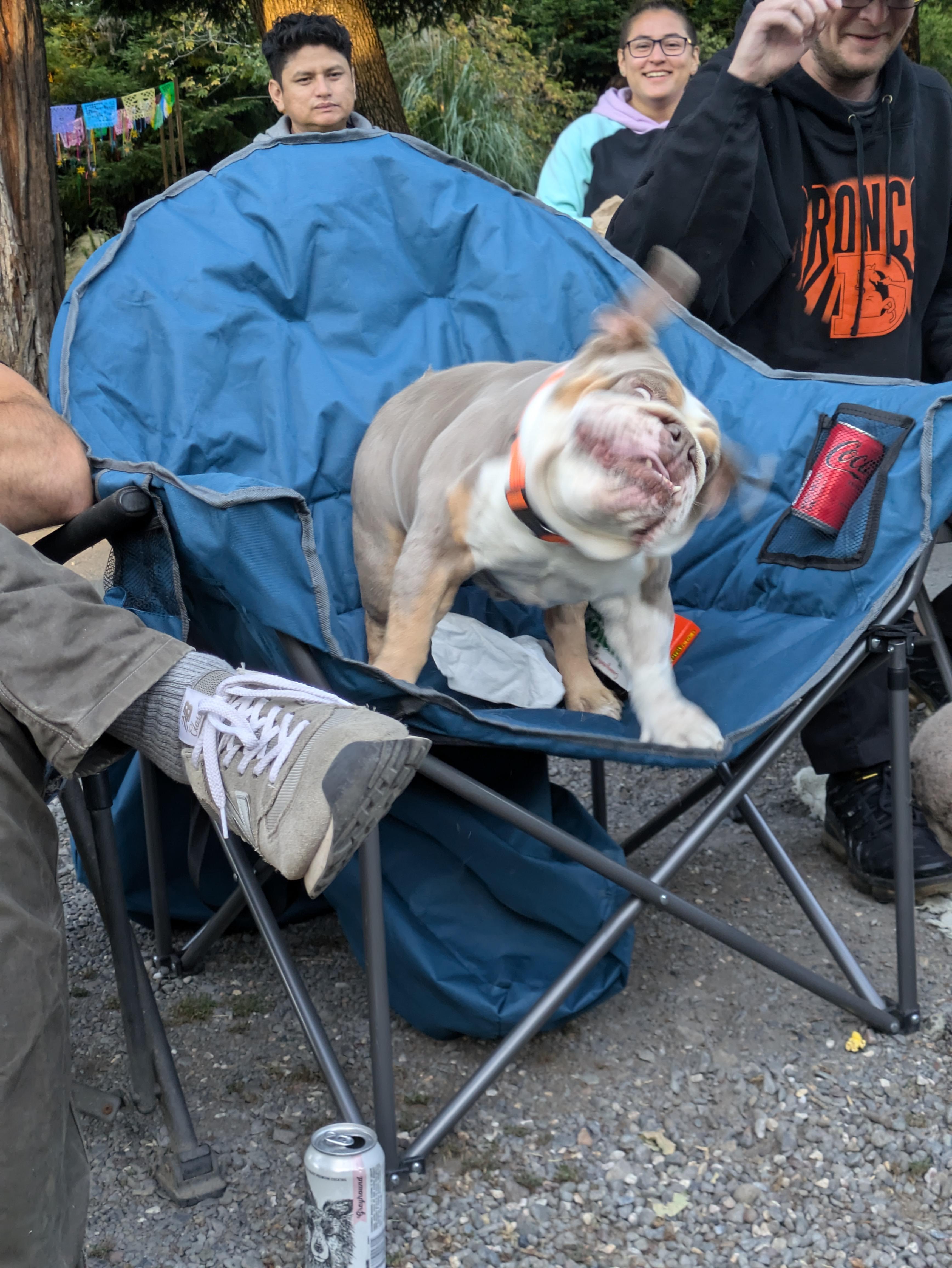 Georgia, an adoptable mixed breed in Santa Rosa, CA image 4/6