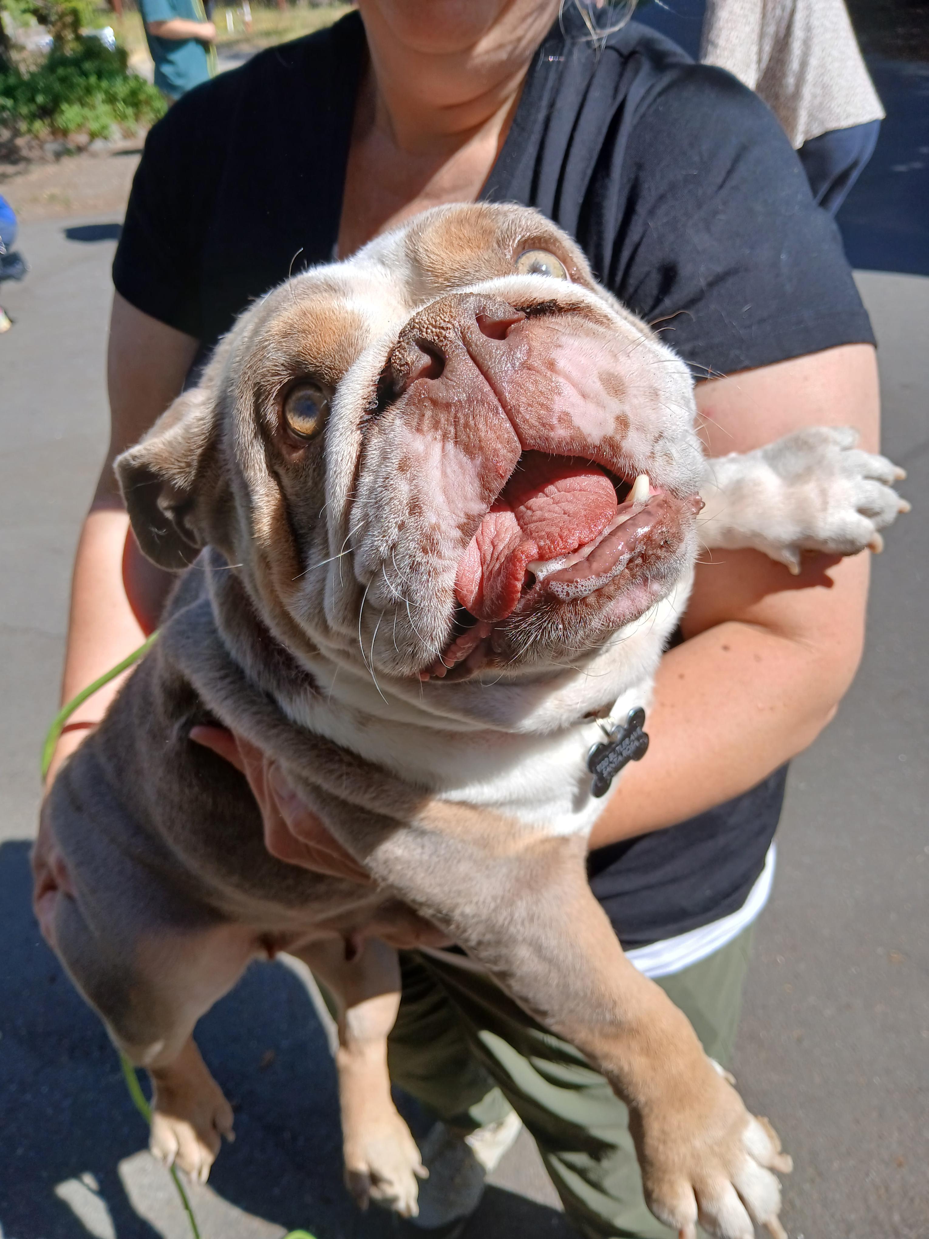 Georgia, an adoptable mixed breed in Santa Rosa, CA image 3/6
