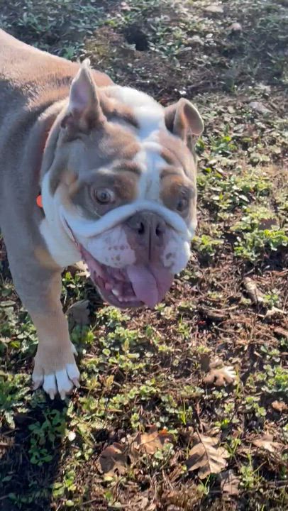 Enlarge Georgia, an adoptable mixed breed in Santa Rosa, CA video 2/6