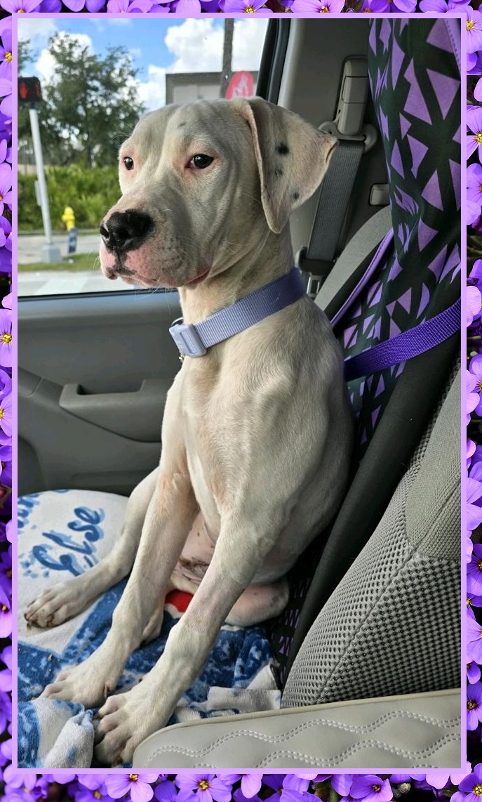 Enlarge Gabby, a Adoptable mixed breed in North Fort Myers, FL image 1/1