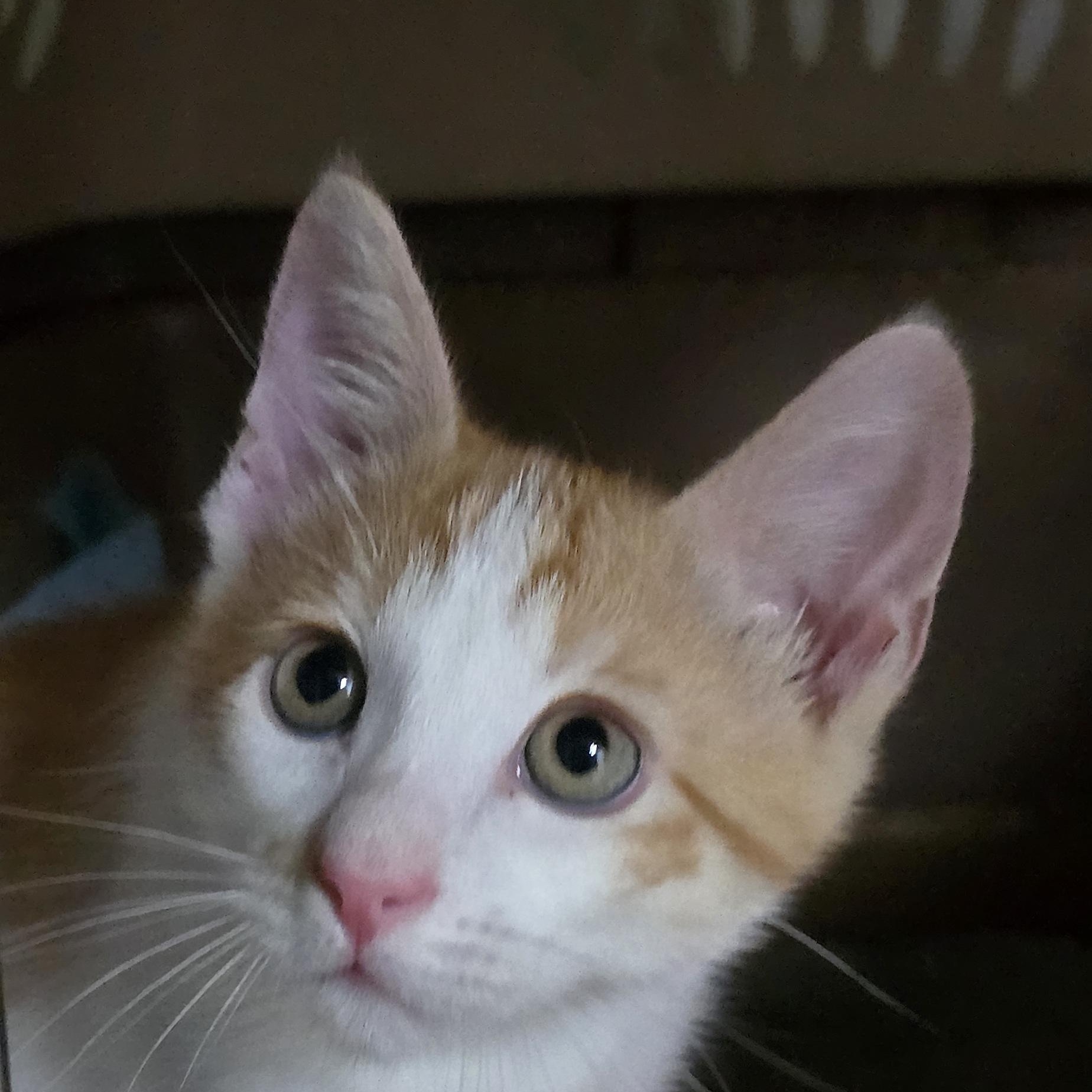 Enlarge Fulgenzio OR14271-T, an adopted mixed breed in Beaverton, OR image 2/6