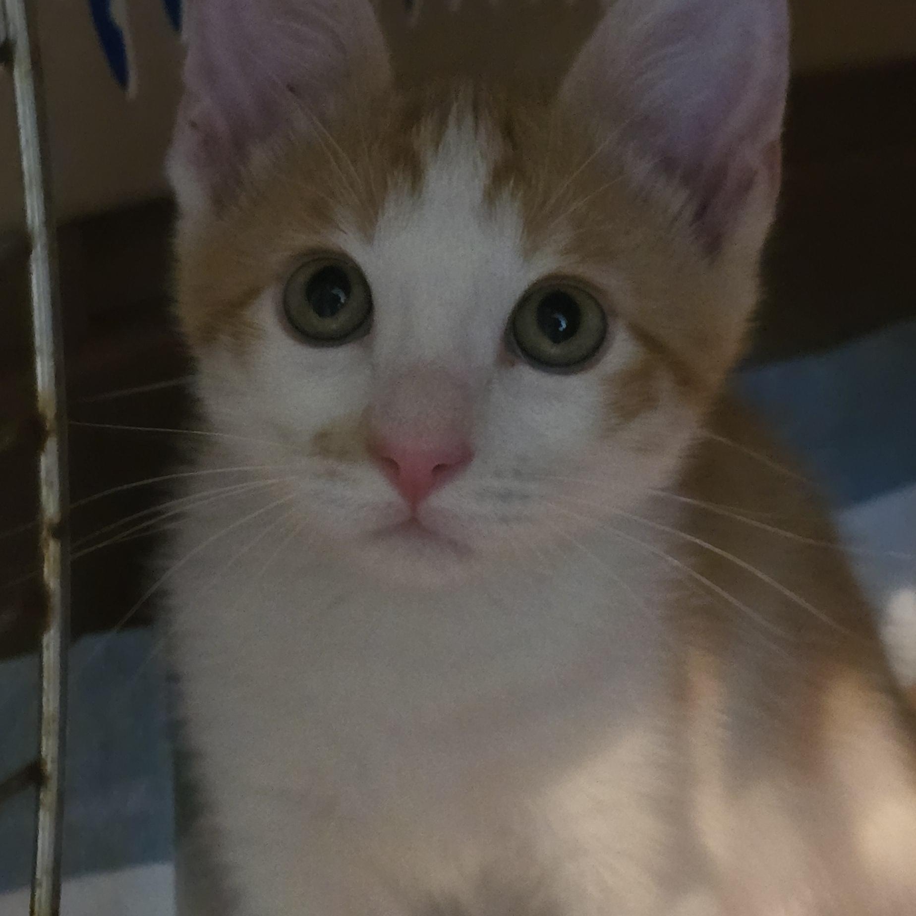 Enlarge Fulgenzio OR14271-T, an adopted mixed breed in Beaverton, OR image 3/6