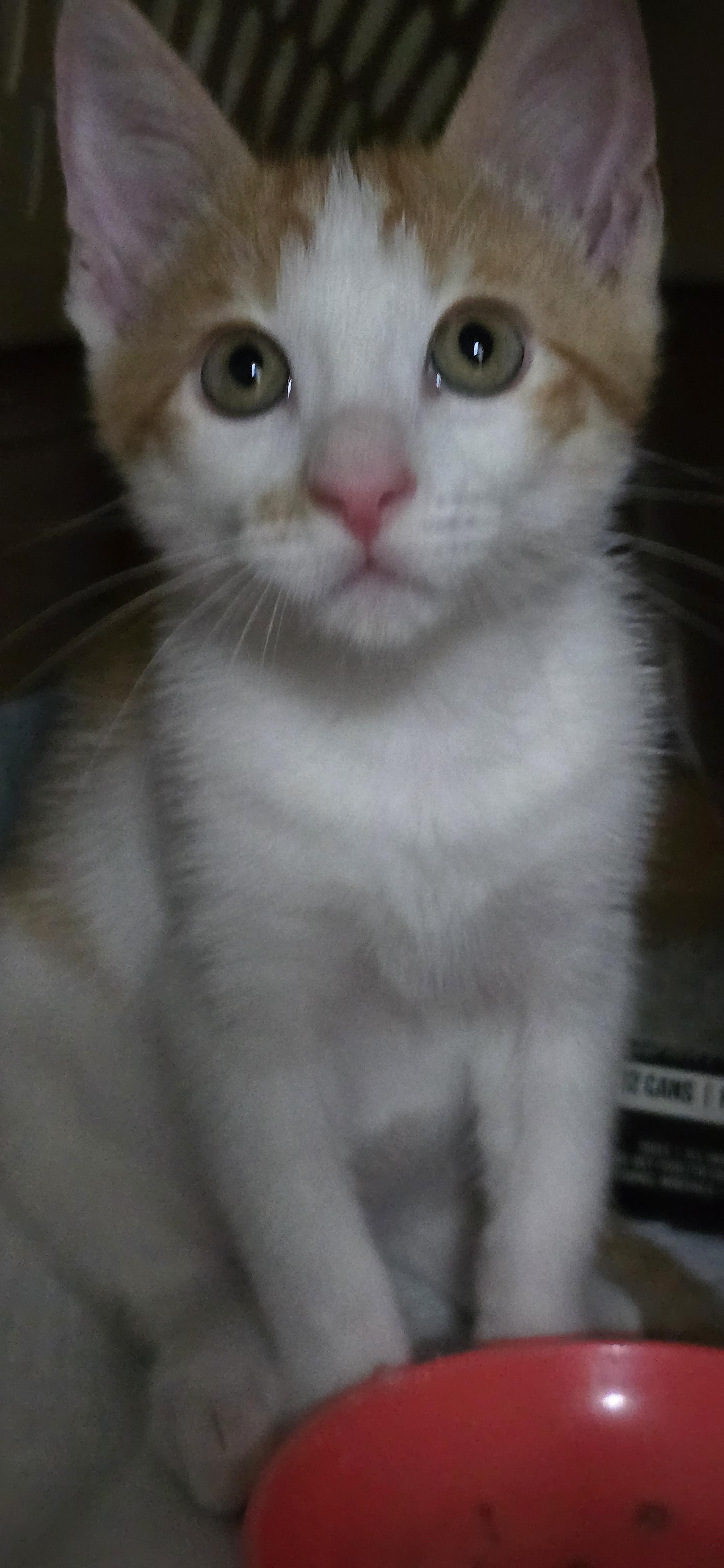 Enlarge Fulgenzio OR14271-T, an adopted mixed breed in Beaverton, OR image 4/6