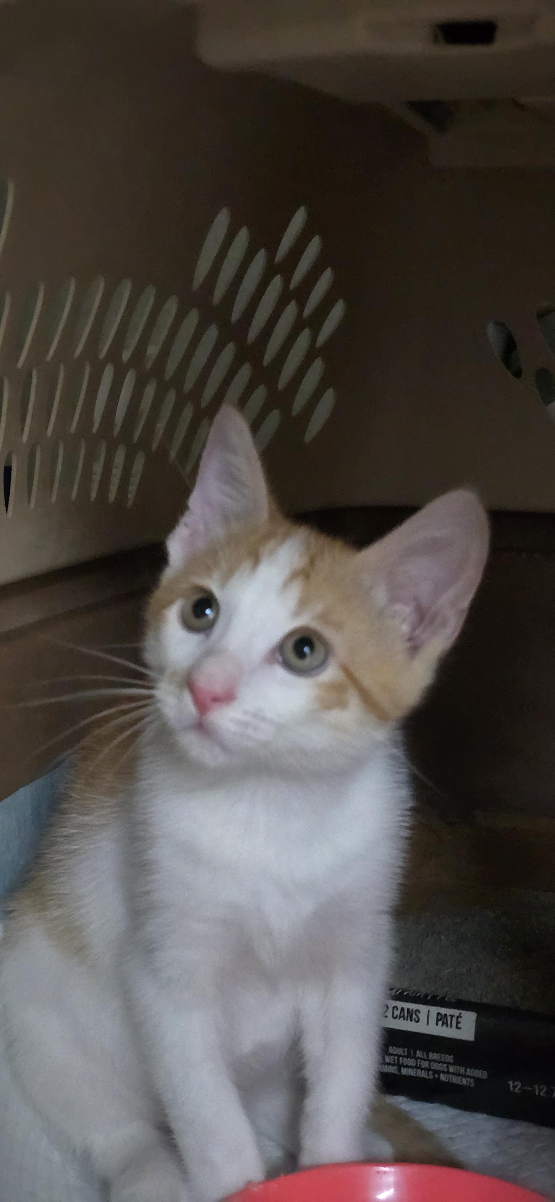 Enlarge Fulgenzio OR14271-T, an adopted mixed breed in Beaverton, OR image 5/6