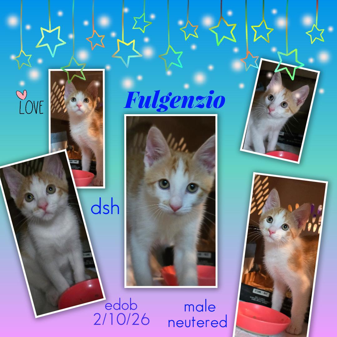Fulgenzio OR14271-T, adopted, Kitten Male Domestic Short Hair.