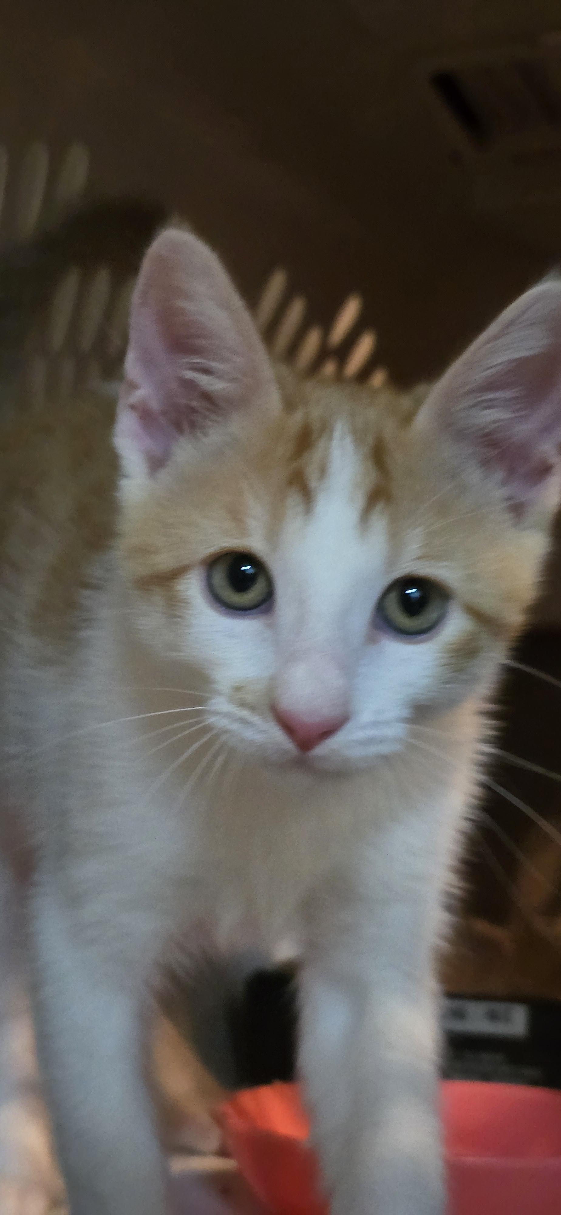 Enlarge Fulgenzio OR14271-T, an adopted mixed breed in Beaverton, OR image 6/6