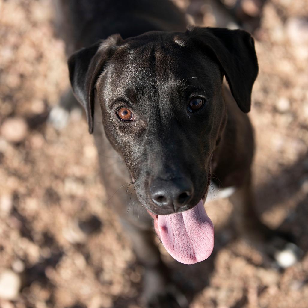 Enlarge Groot (D25-105), a Adoptable Mixed Breed in Peyton, CO image 3/6