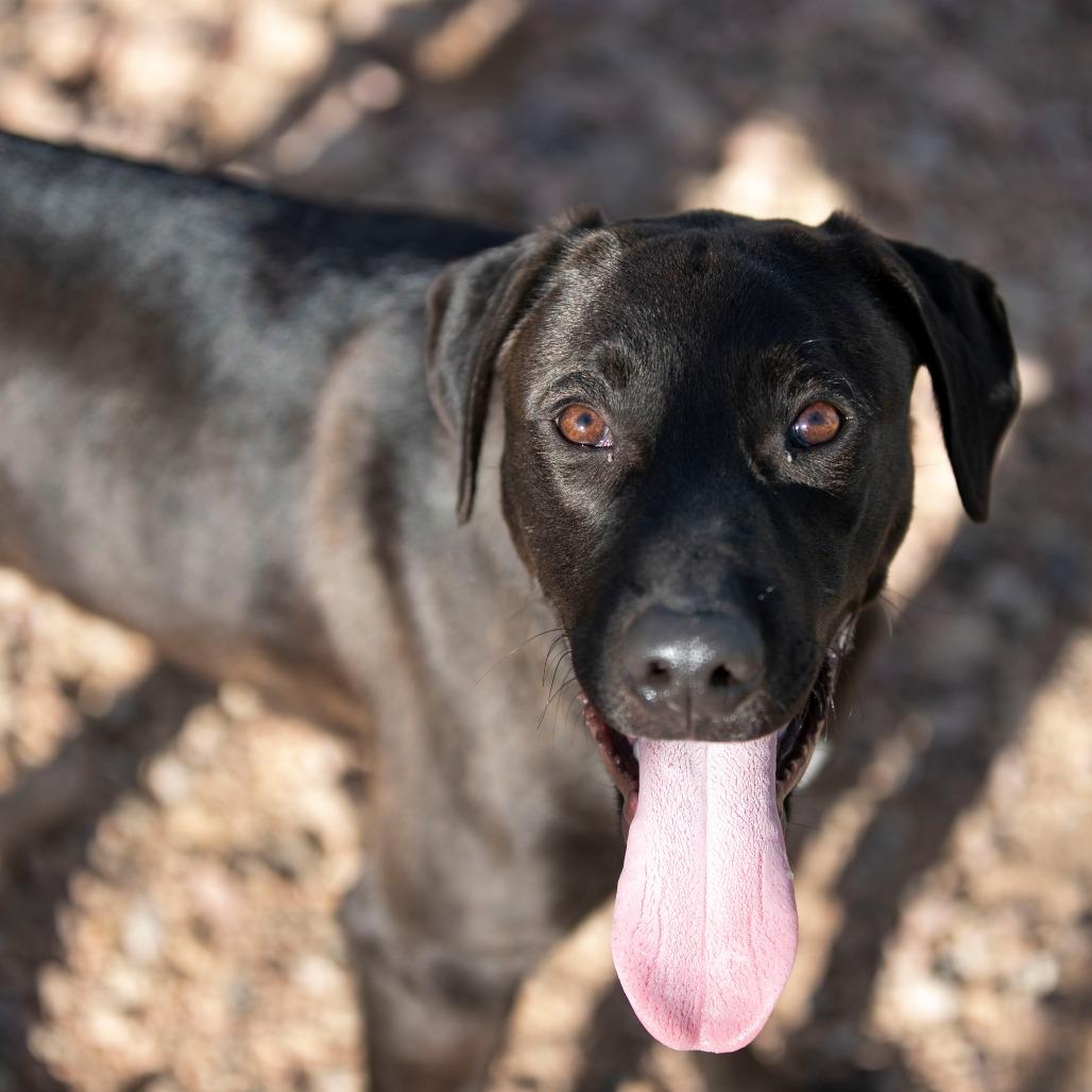 Enlarge Groot (D25-105), a Adoptable Mixed Breed in Peyton, CO image 5/6