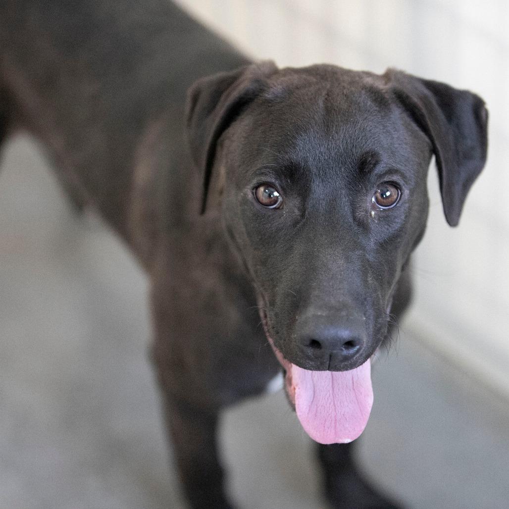 Enlarge Groot (D25-105), a Adoptable Mixed Breed in Peyton, CO image 6/6