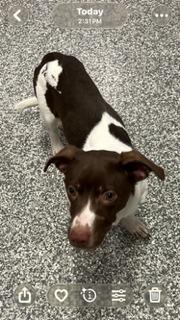 Rupert, Adoptable, Young Male Dachshund & Beagle.