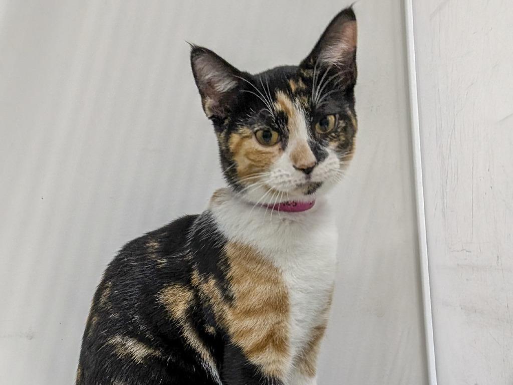Sprinkles / Magnus, Adoptable, Kitten Female Domestic Short Hair & Dilute Calico.
