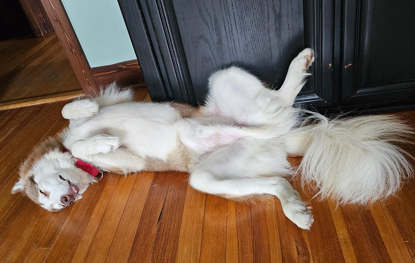 Enlarge Keaton, a Adoptable mixed breed in Harrison, NY image 1/6