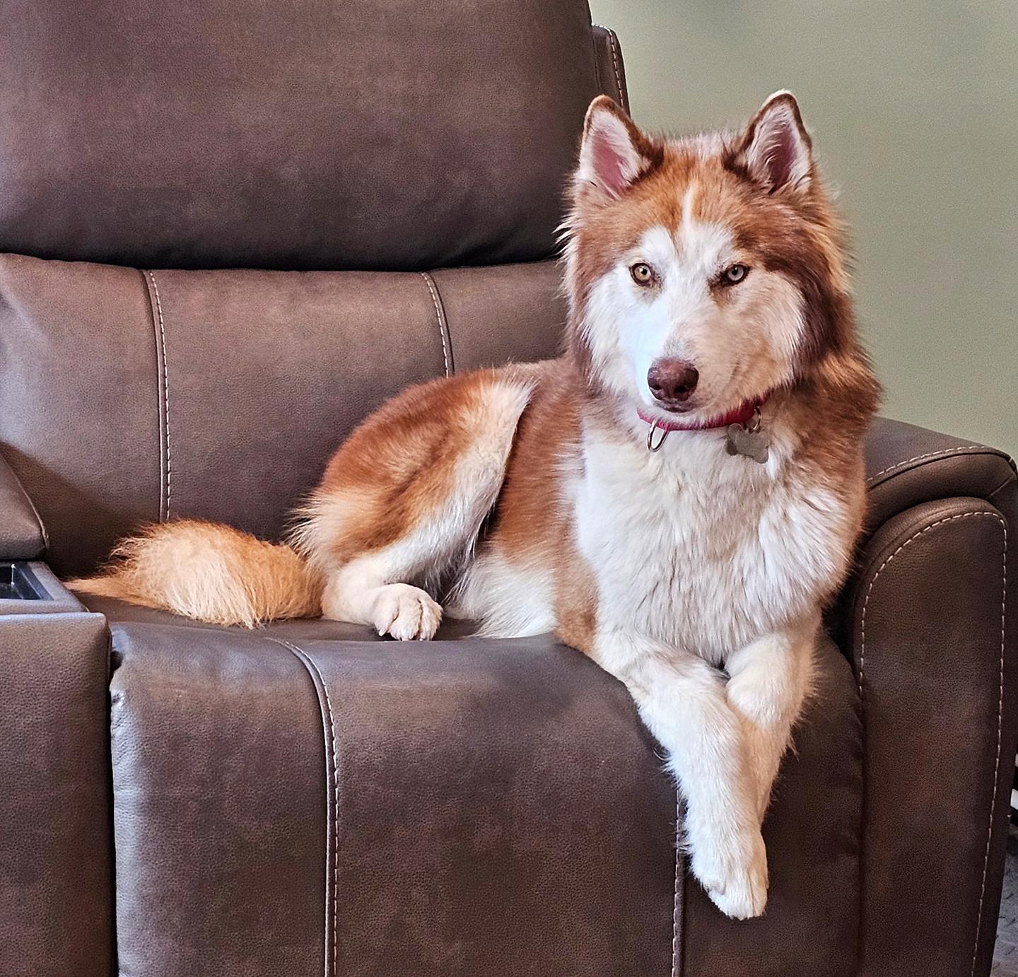 Enlarge Keaton, a Adoptable mixed breed in Harrison, NY image 2/6