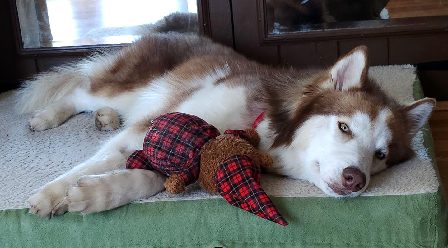 Enlarge Keaton, a Adoptable mixed breed in Harrison, NY image 5/6