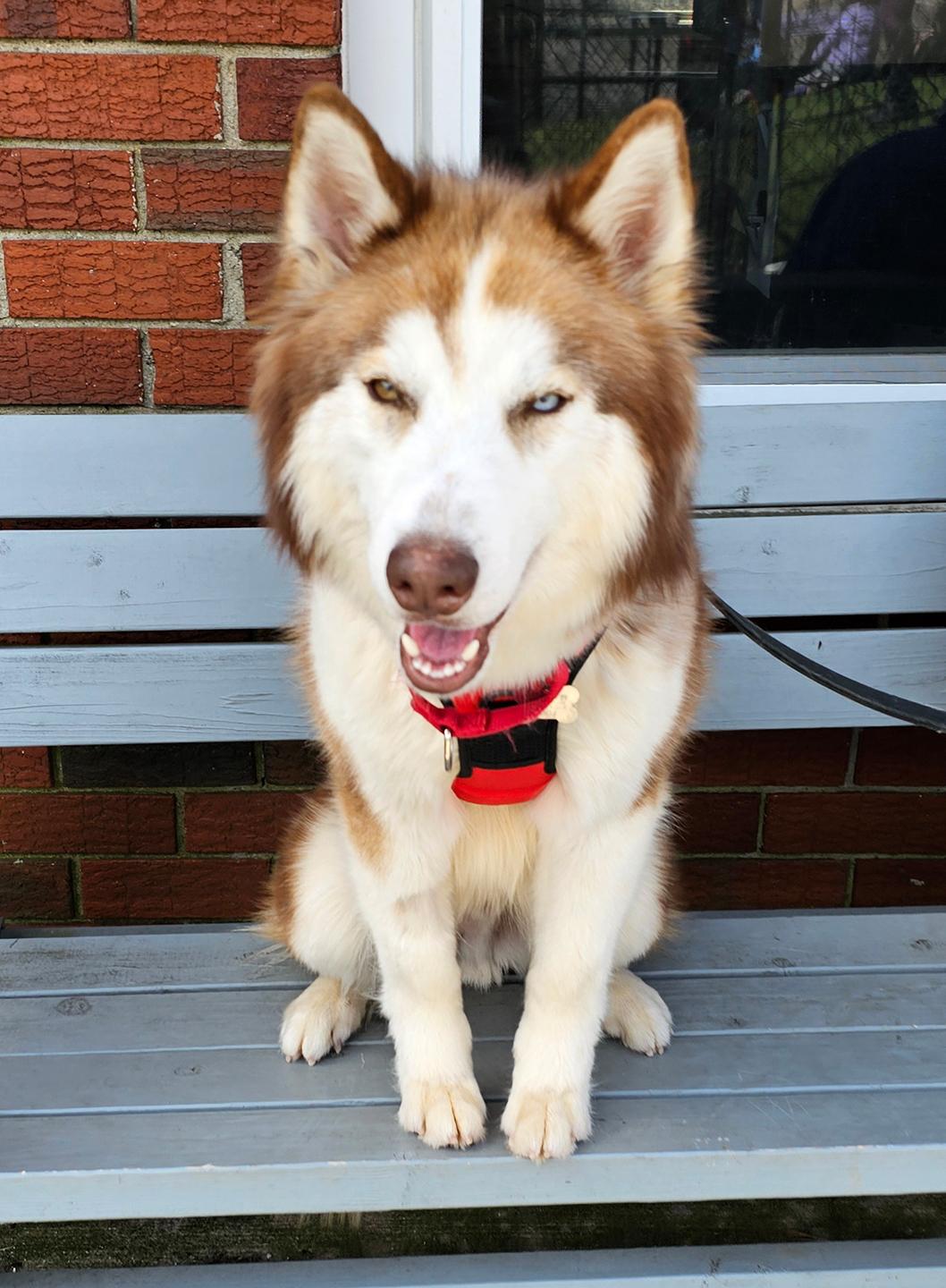 Enlarge Keaton, a Adoptable mixed breed in Harrison, NY image 6/6