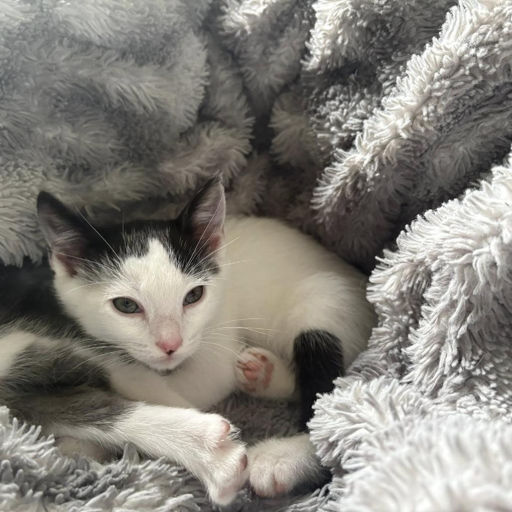Faith, Adoptable, Kitten Female Domestic Short Hair.