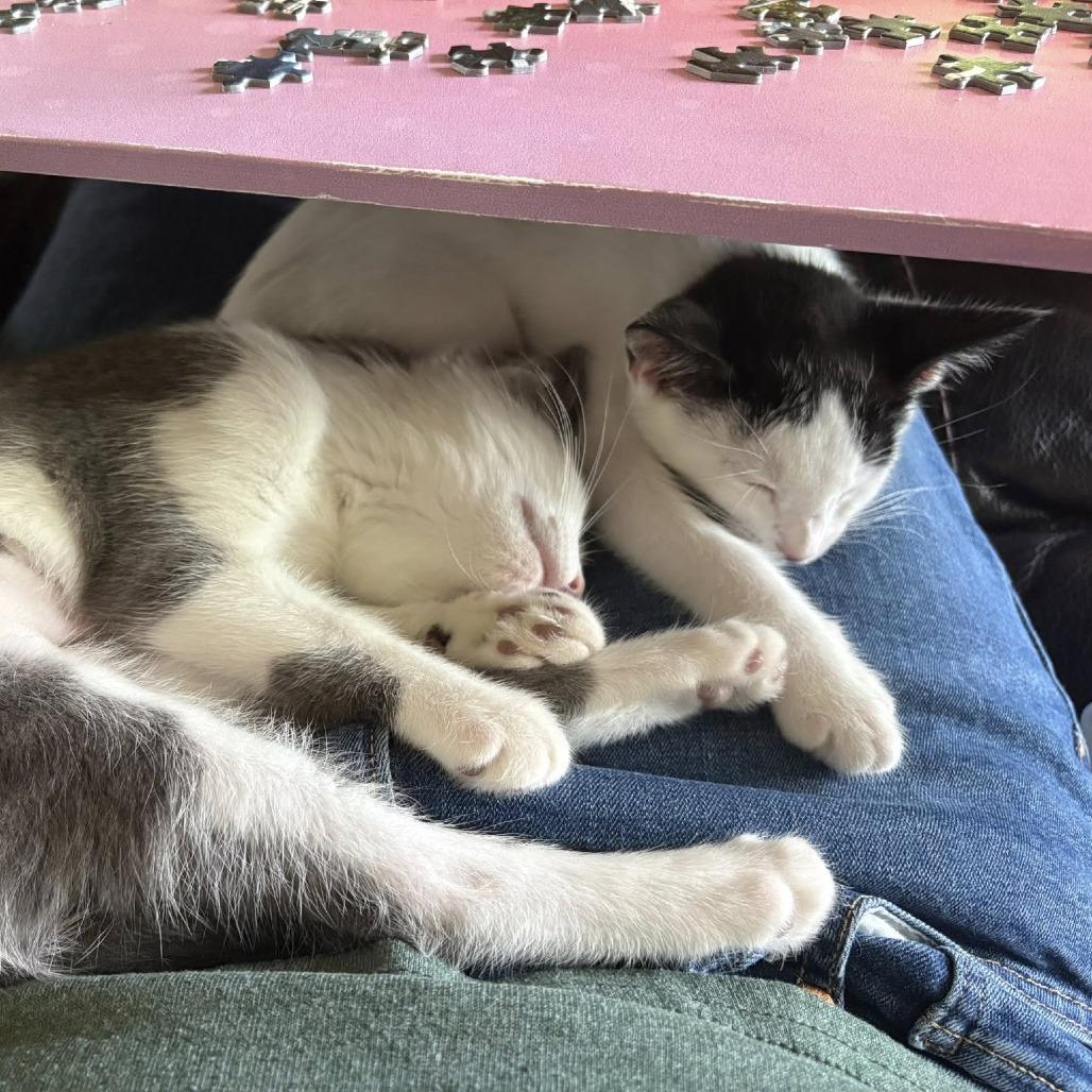 Faith, a Adoptable Domestic Short Hair in Washougal, WA image 2/4