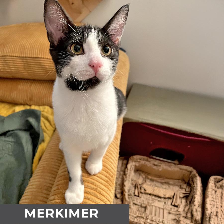 Merkimer