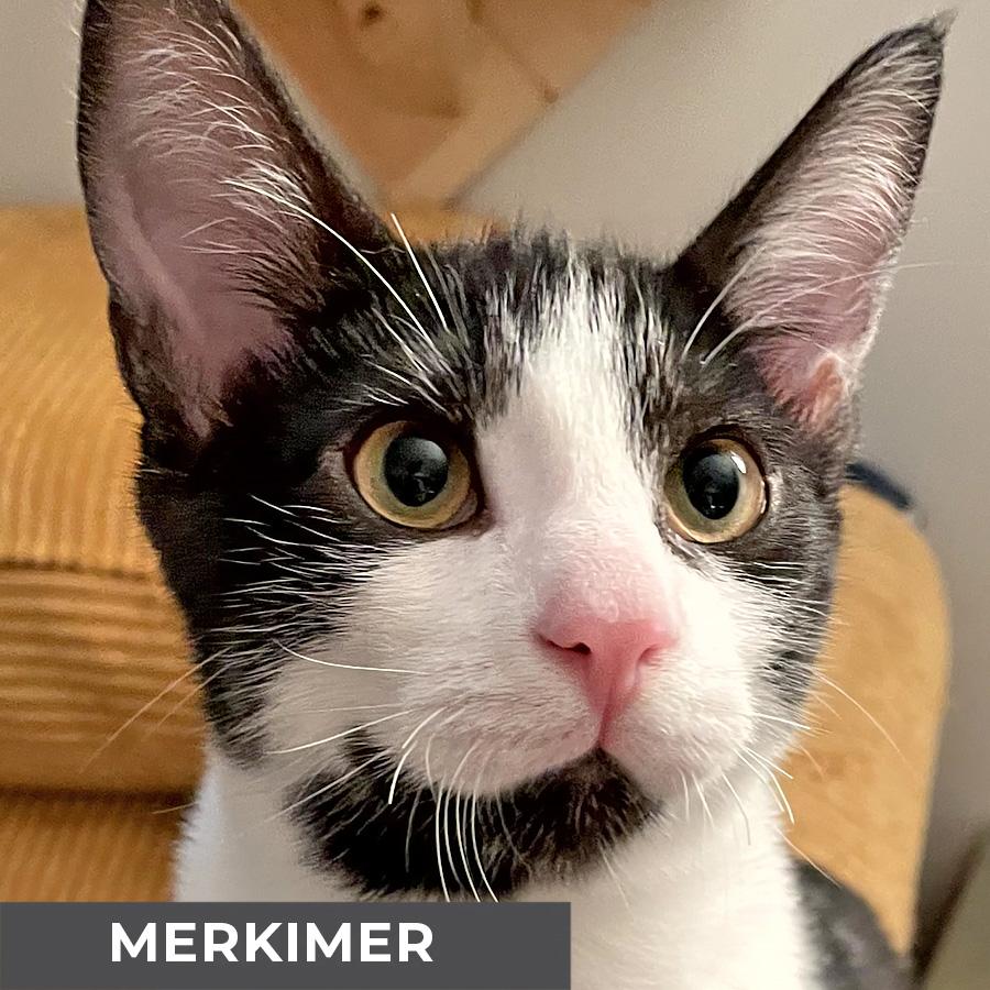 Enlarge Merkimer, a Adoptable Domestic Short Hair in Etobicoke, ON image 1/2