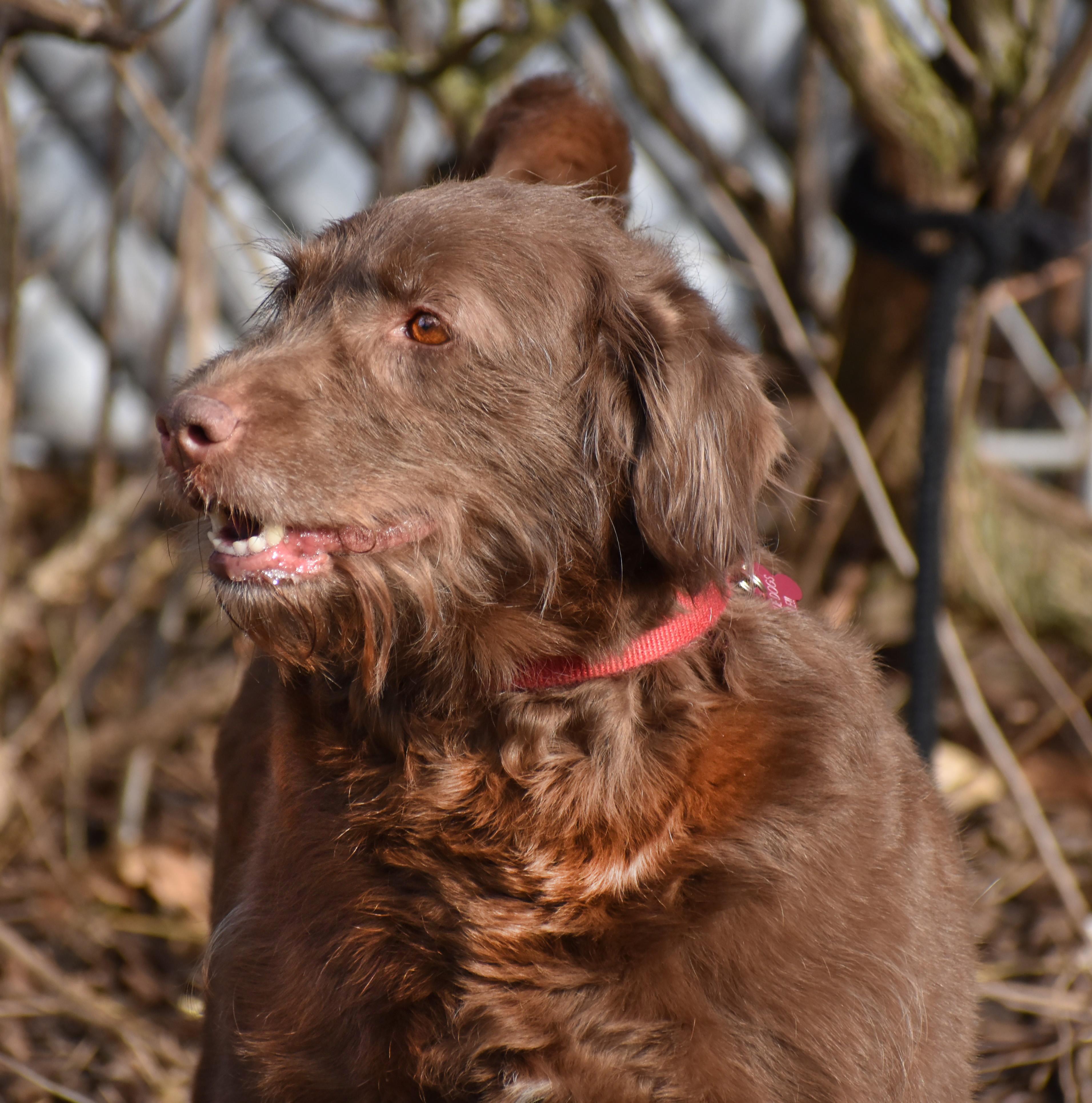 Sophie- Illinois, an adopted mixed breed in Wood Dale, IL image 5/6
