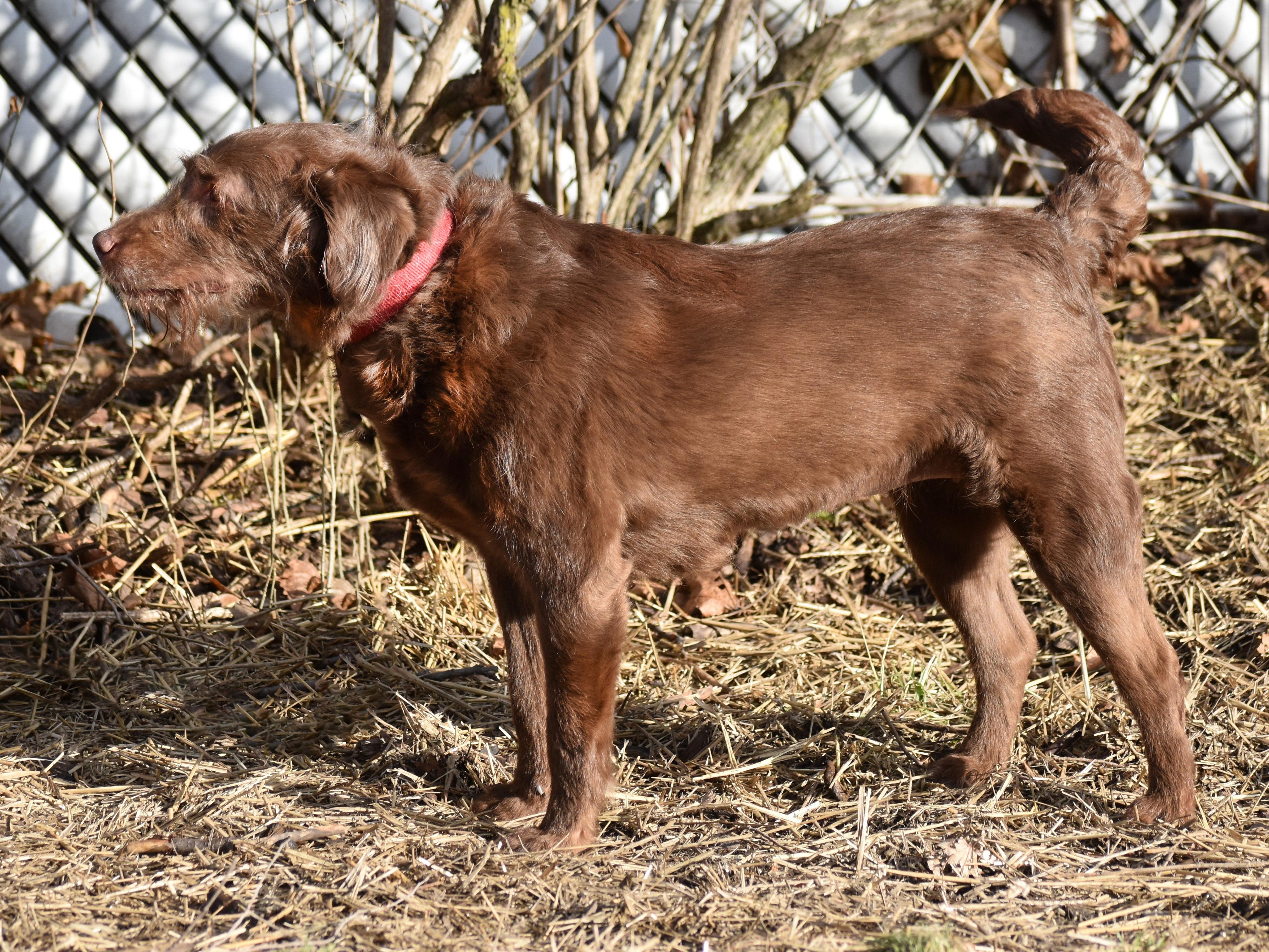 Sophie- Illinois, an adopted mixed breed in Wood Dale, IL image 4/6