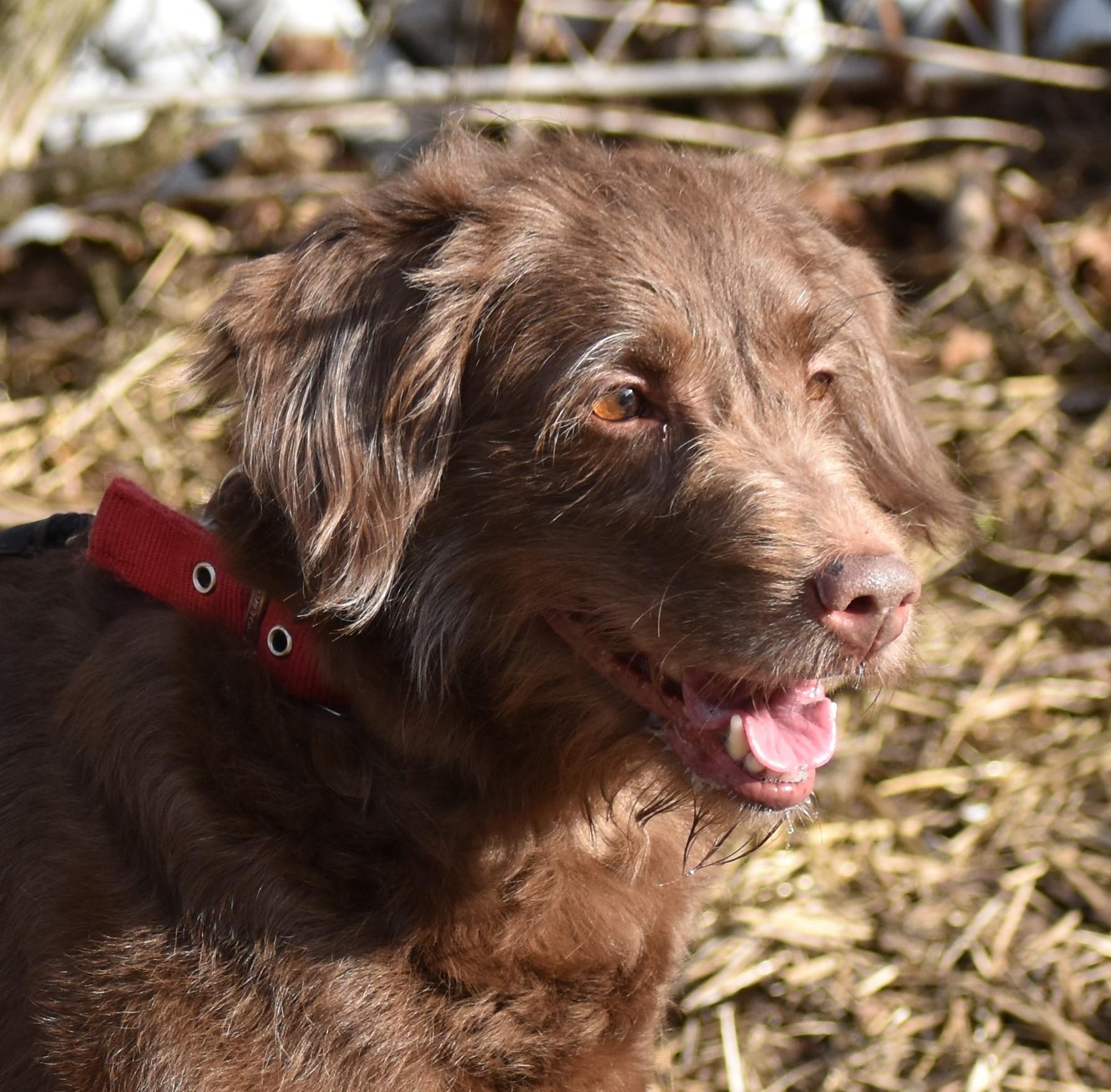 Sophie- Illinois, an adopted mixed breed in Wood Dale, IL image 1/6